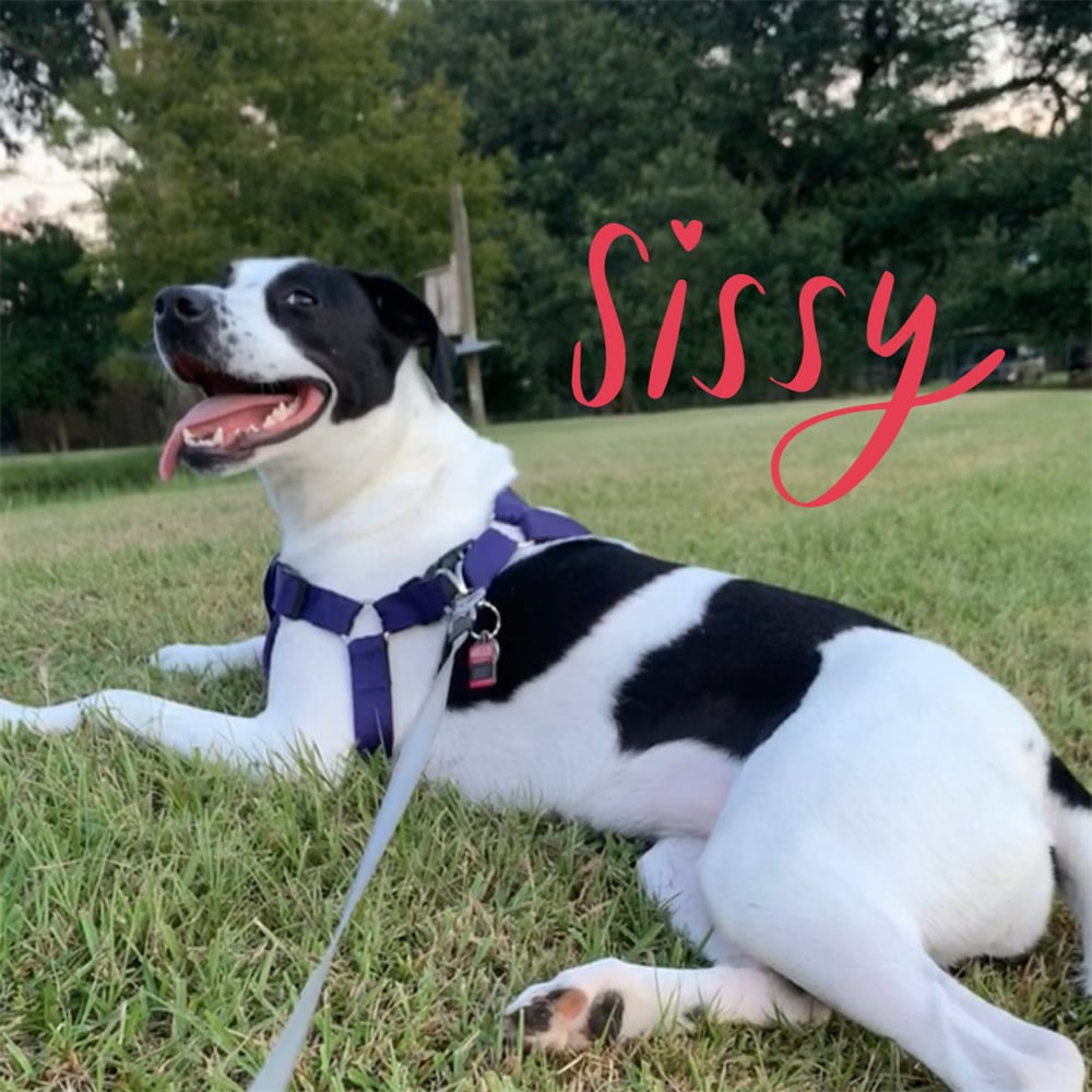 Paw Print Nature Gemstone Necklace